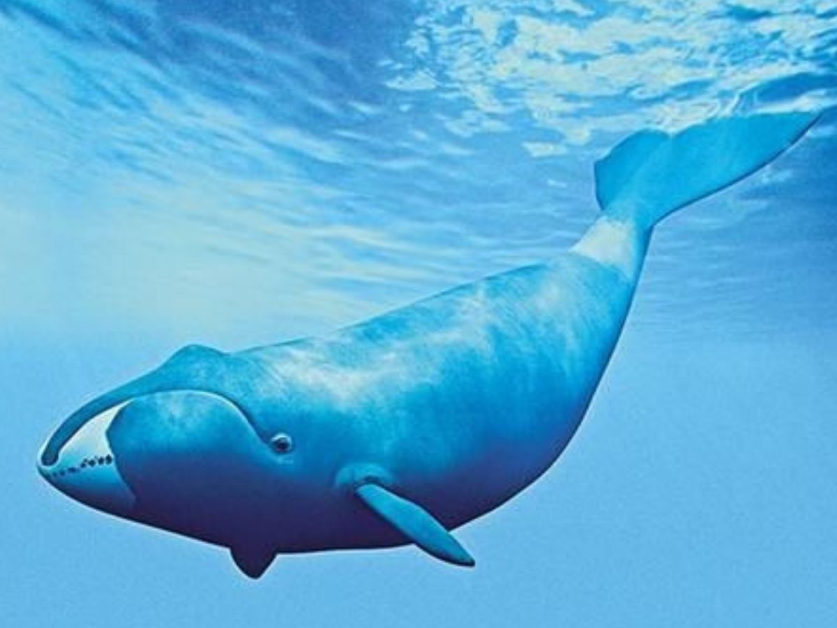 प्रकृति के चमत्कार! ऐसे जीव जो हजारों साल तक जीवित रहते हैं, इनके बारे में आप भी जानकर रह जाएंगे हैरान - Photo Gallery