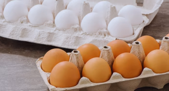Brown egg Vs White : कौन सा अंडा ज्यादा फायदेमंद होता है सफेद और ब्राउन?