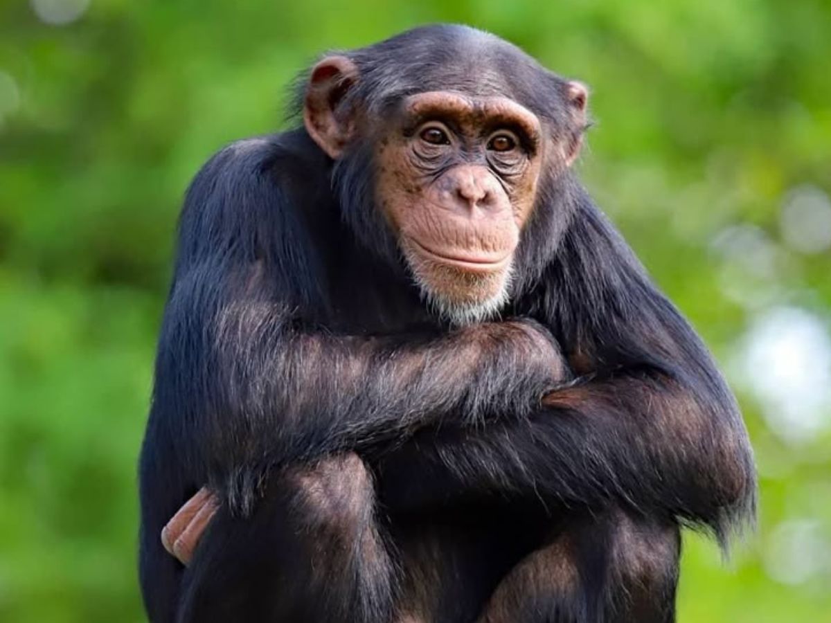 हैरान कर देंगे ये जानवर, जिनका दिमाग चलता है सुपर स्पीड में - Photo Gallery