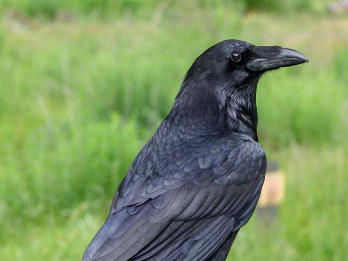 हैरान कर देंगे ये जानवर, जिनका दिमाग चलता है सुपर स्पीड में - Photo Gallery