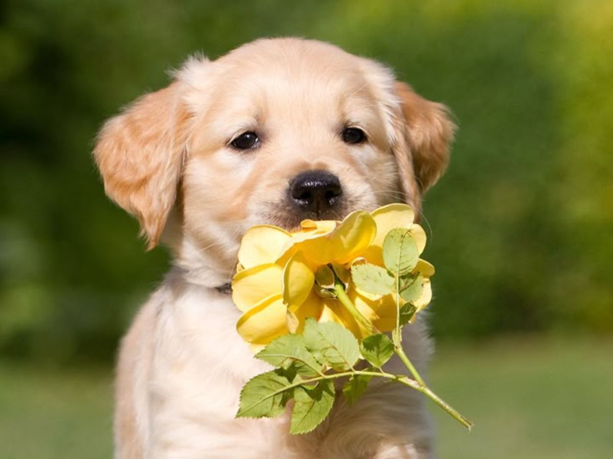 हैरान कर देंगे ये जानवर, जिनका दिमाग चलता है सुपर स्पीड में - Photo Gallery