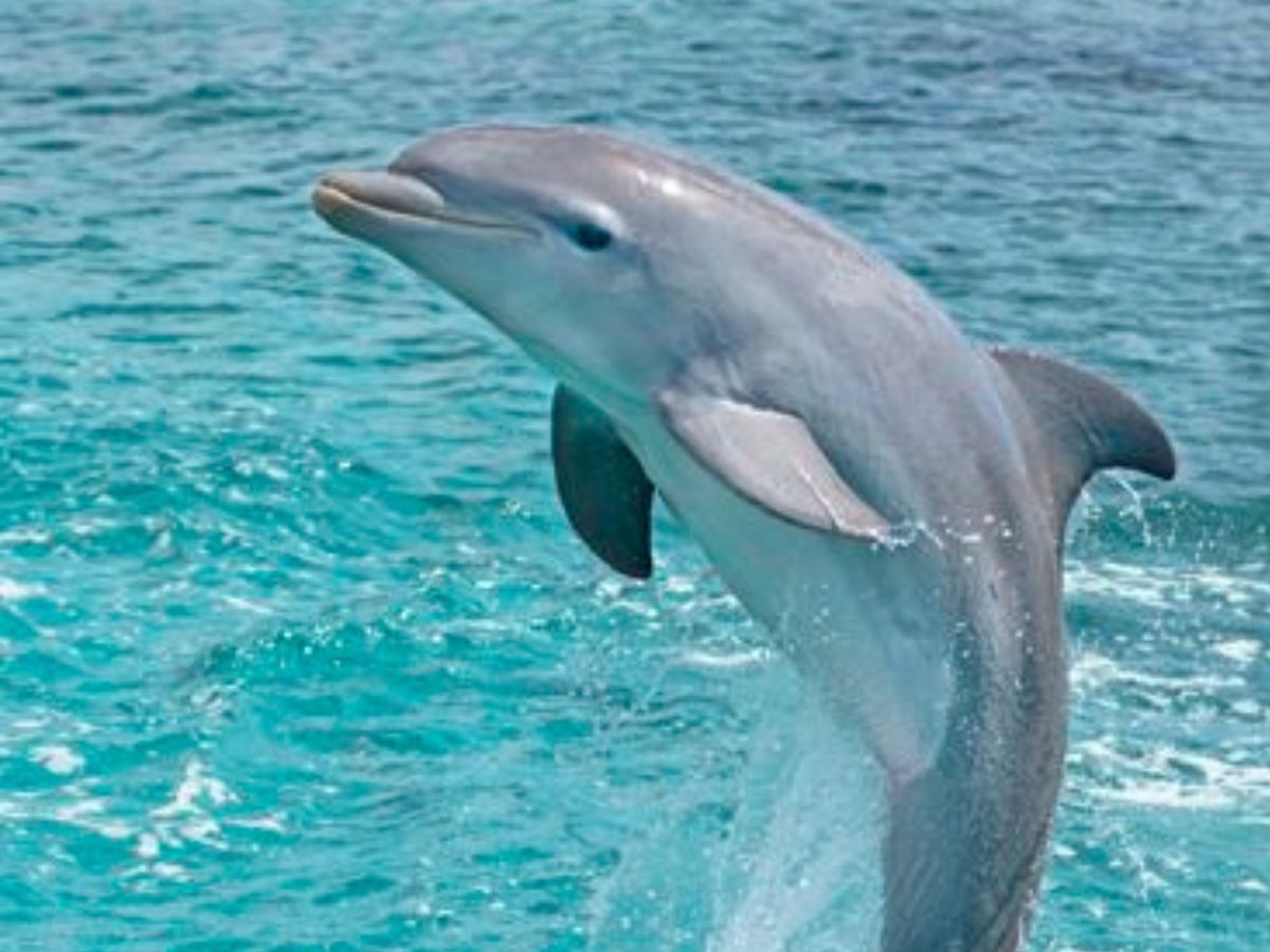 हैरान कर देंगे ये जानवर, जिनका दिमाग चलता है सुपर स्पीड में - Photo Gallery