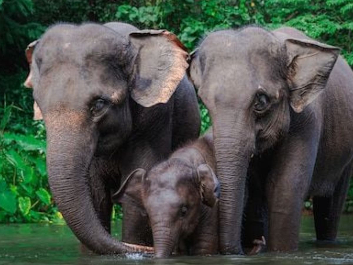 हैरान कर देंगे ये जानवर, जिनका दिमाग चलता है सुपर स्पीड में - Photo Gallery