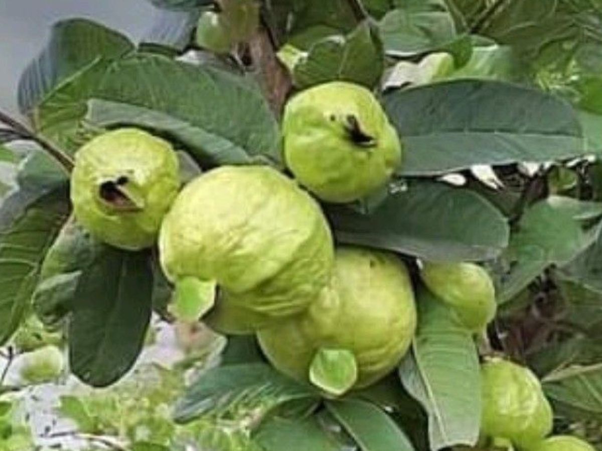 छोटे फल, बड़ी ताकत: आधे अंडे जितना प्रोटीन सिर्फ इन 8 फलों में! - Photo Gallery