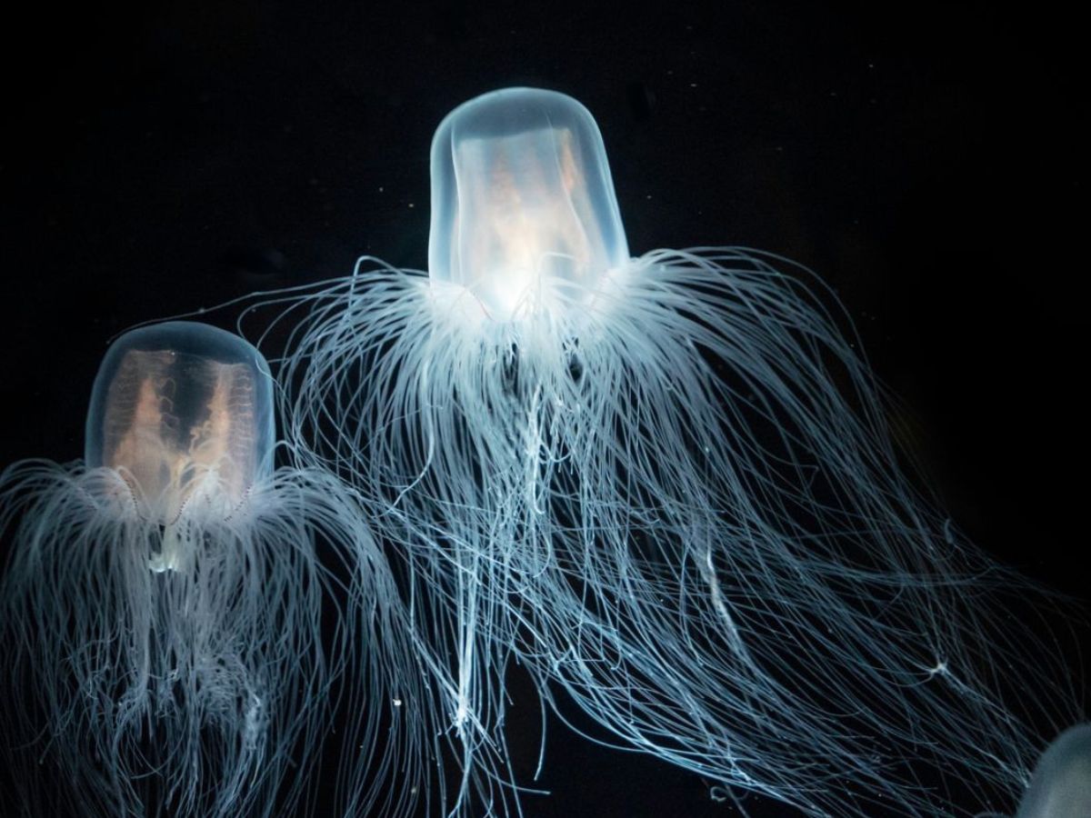 प्रकृति के चमत्कार! ऐसे जीव जो हजारों साल तक जीवित रहते हैं, इनके बारे में आप भी जानकर रह जाएंगे हैरान - Photo Gallery