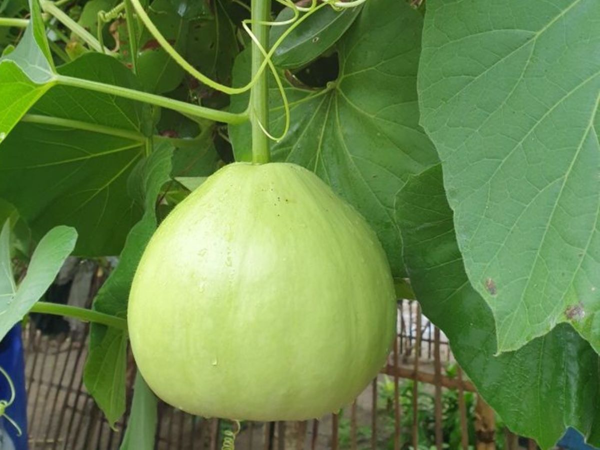 इन सब्जियों में जीरा डालकर बिगाड़ देते हैं स्वाद! जानिए सही तड़का क्या है - Photo Gallery