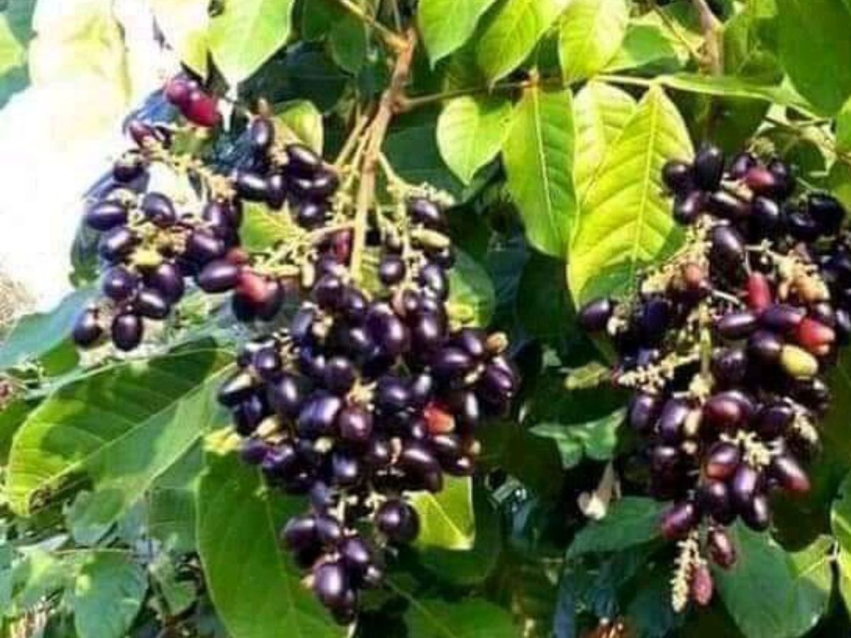 गार्डनिंग लवर्स के लिए खास टिप्स, लगाएँ ऐसे पेड़ जो फल भरपूर देंगे - Photo Gallery