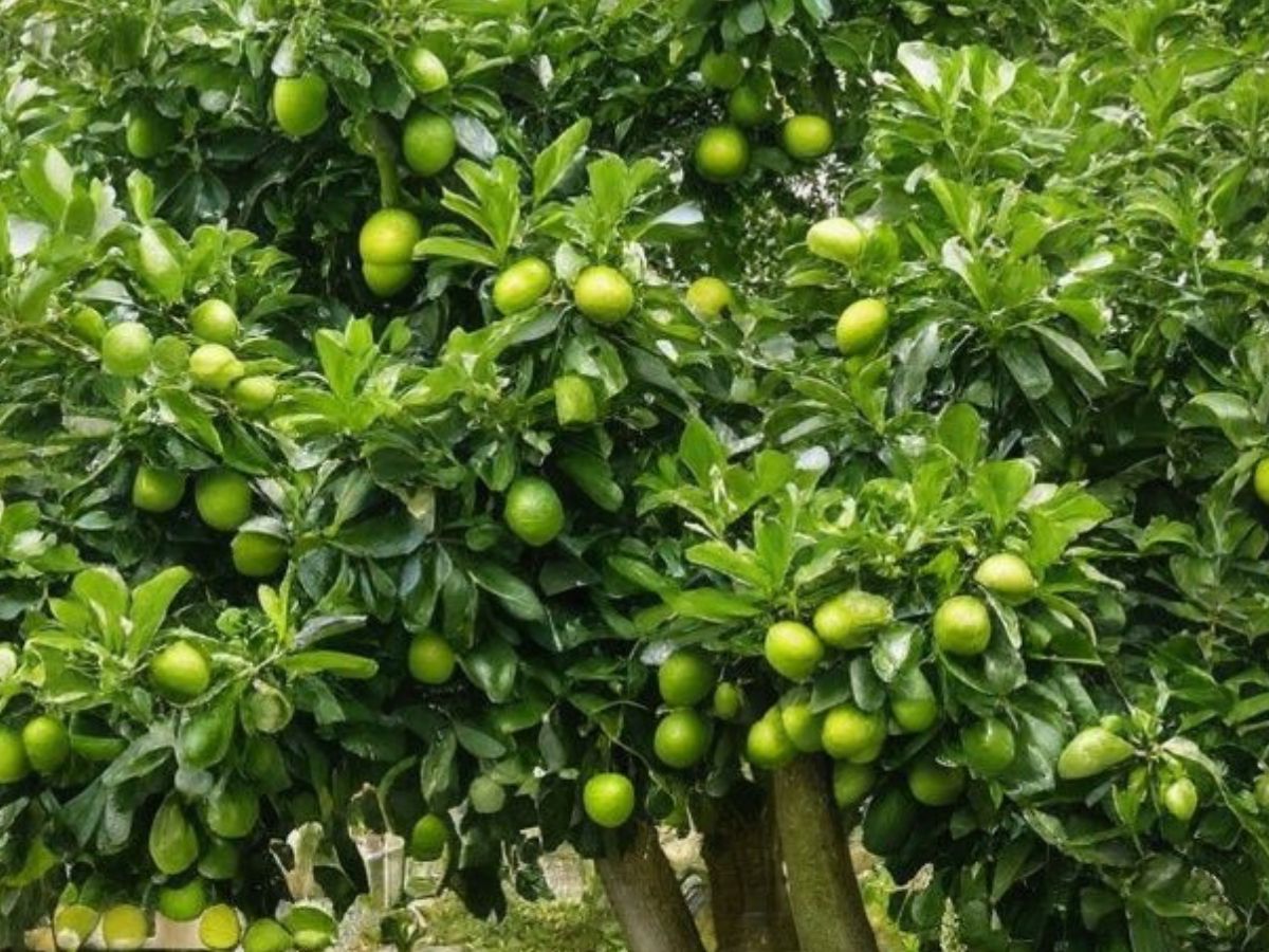 गार्डनिंग लवर्स के लिए खास टिप्स, लगाएँ ऐसे पेड़ जो फल भरपूर देंगे - Photo Gallery