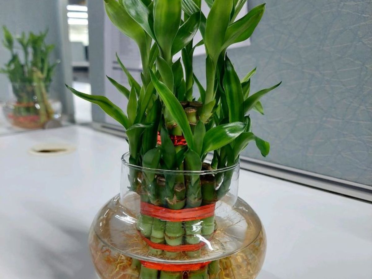 इस दीवाली ऑफिस डेस्क को दें ग्रीन टच,  ये 8 छोटे पौधे बदल देंगे पूरा मूड! - Photo Gallery