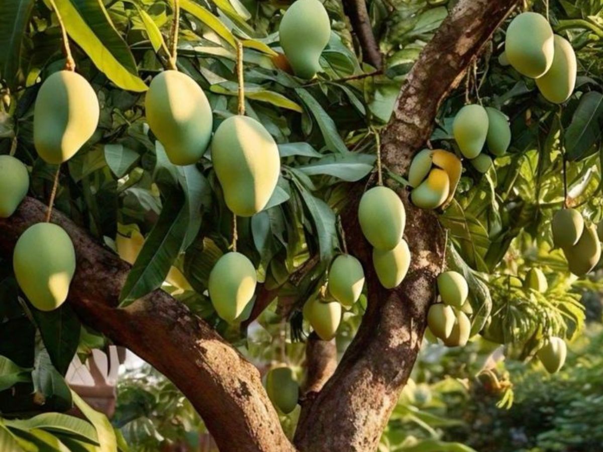 गार्डनिंग लवर्स के लिए खास टिप्स, लगाएँ ऐसे पेड़ जो फल भरपूर देंगे - Photo Gallery