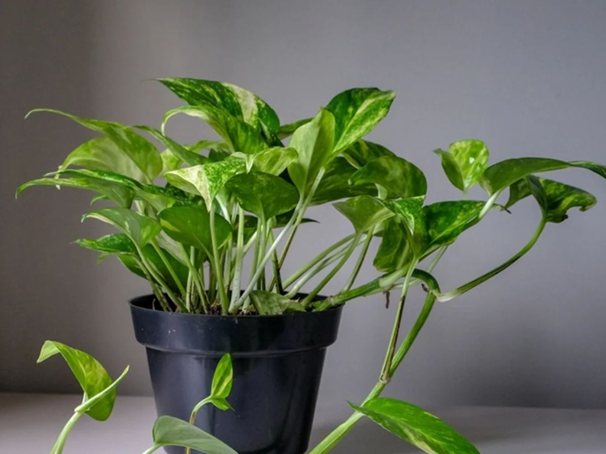 इस दीवाली ऑफिस डेस्क को दें ग्रीन टच,  ये 8 छोटे पौधे बदल देंगे पूरा मूड! - Photo Gallery