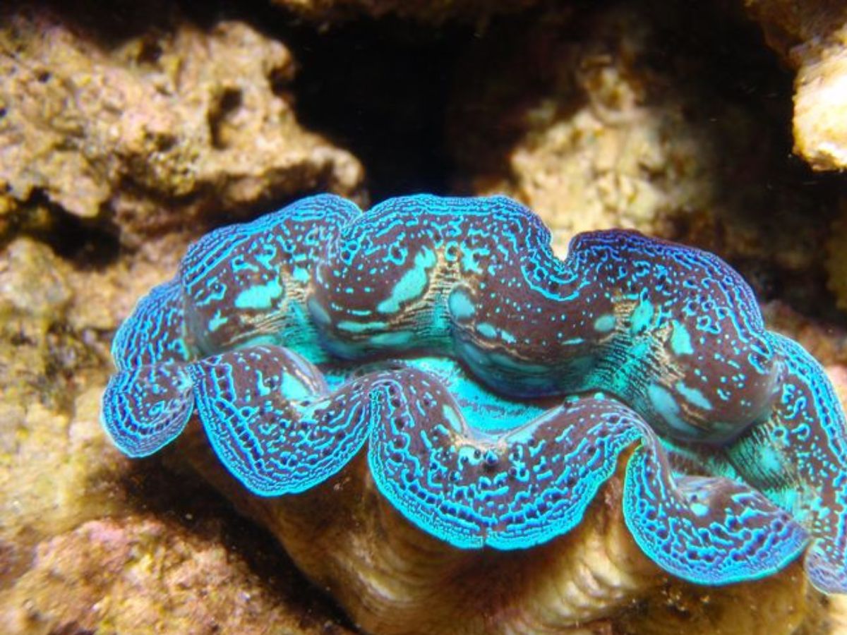 प्रकृति के चमत्कार! ऐसे जीव जो हजारों साल तक जीवित रहते हैं, इनके बारे में आप भी जानकर रह जाएंगे हैरान - Photo Gallery