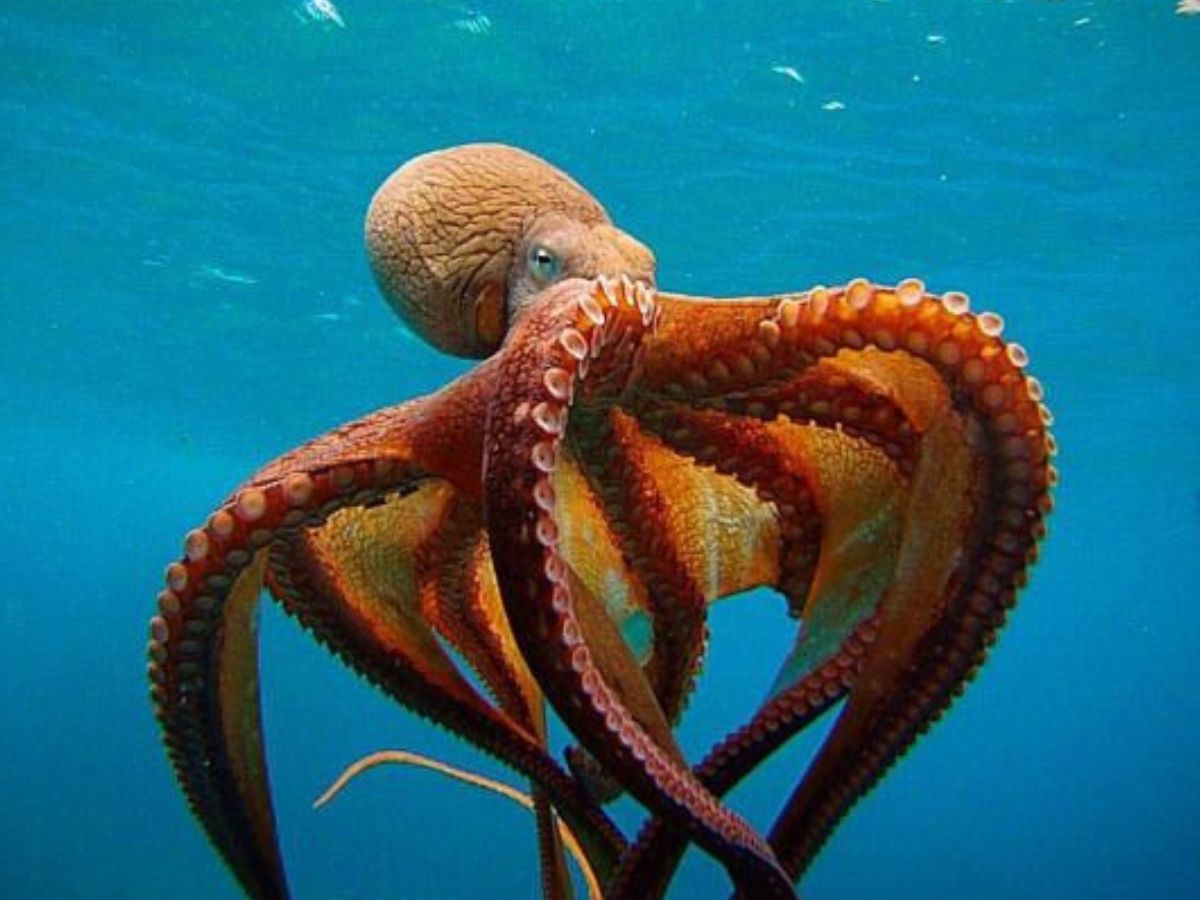 हैरान कर देंगे ये जानवर, जिनका दिमाग चलता है सुपर स्पीड में - Photo Gallery