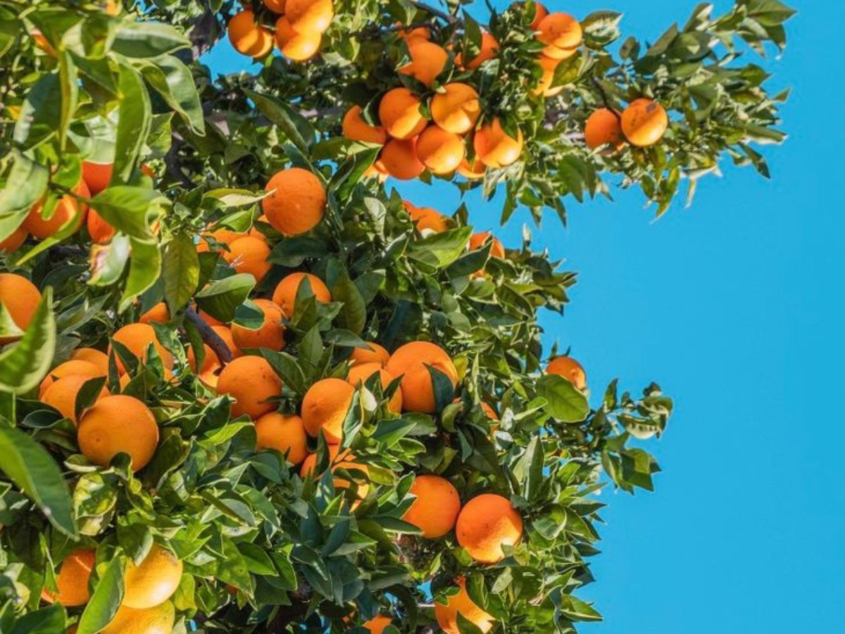 गार्डनिंग लवर्स के लिए खास टिप्स, लगाएँ ऐसे पेड़ जो फल भरपूर देंगे - Photo Gallery