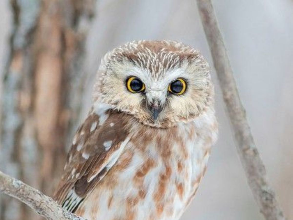 हैरान कर देंगे ये जानवर, जिनका दिमाग चलता है सुपर स्पीड में - Photo Gallery