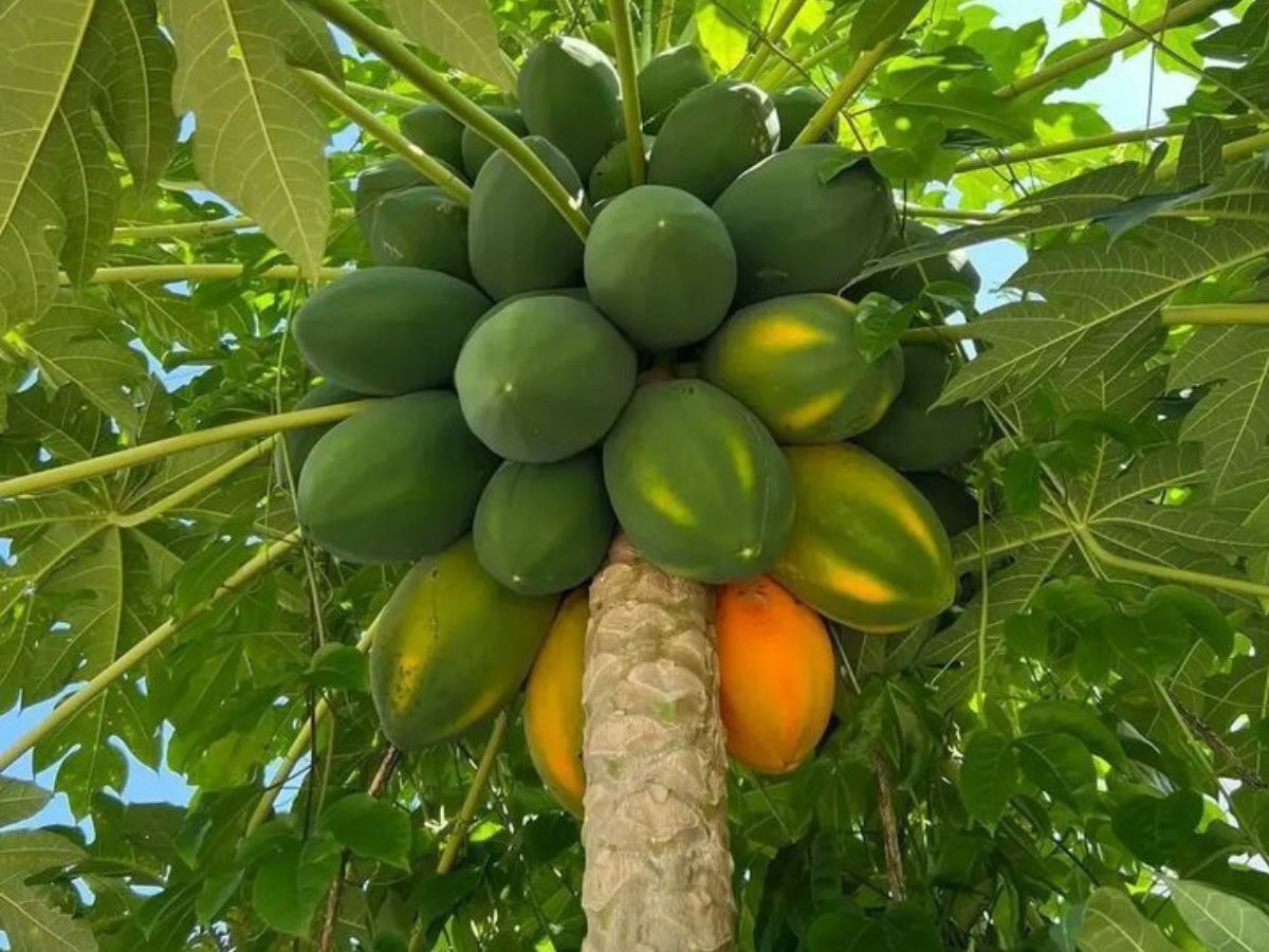 गार्डनिंग लवर्स के लिए खास टिप्स, लगाएँ ऐसे पेड़ जो फल भरपूर देंगे - Photo Gallery