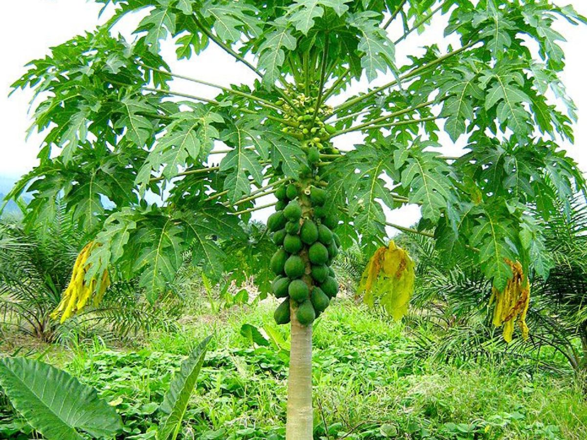 दीपों की रौशनी के साथ हवा भी बने शुद्ध, जानिए 8 बेहतरीन पौधे! - Photo Gallery