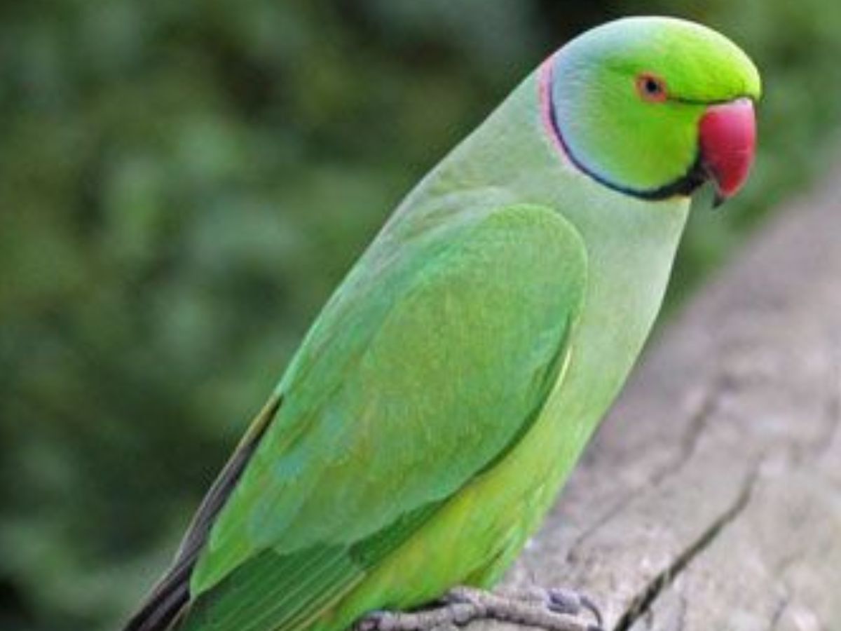 हैरान कर देंगे ये जानवर, जिनका दिमाग चलता है सुपर स्पीड में - Photo Gallery