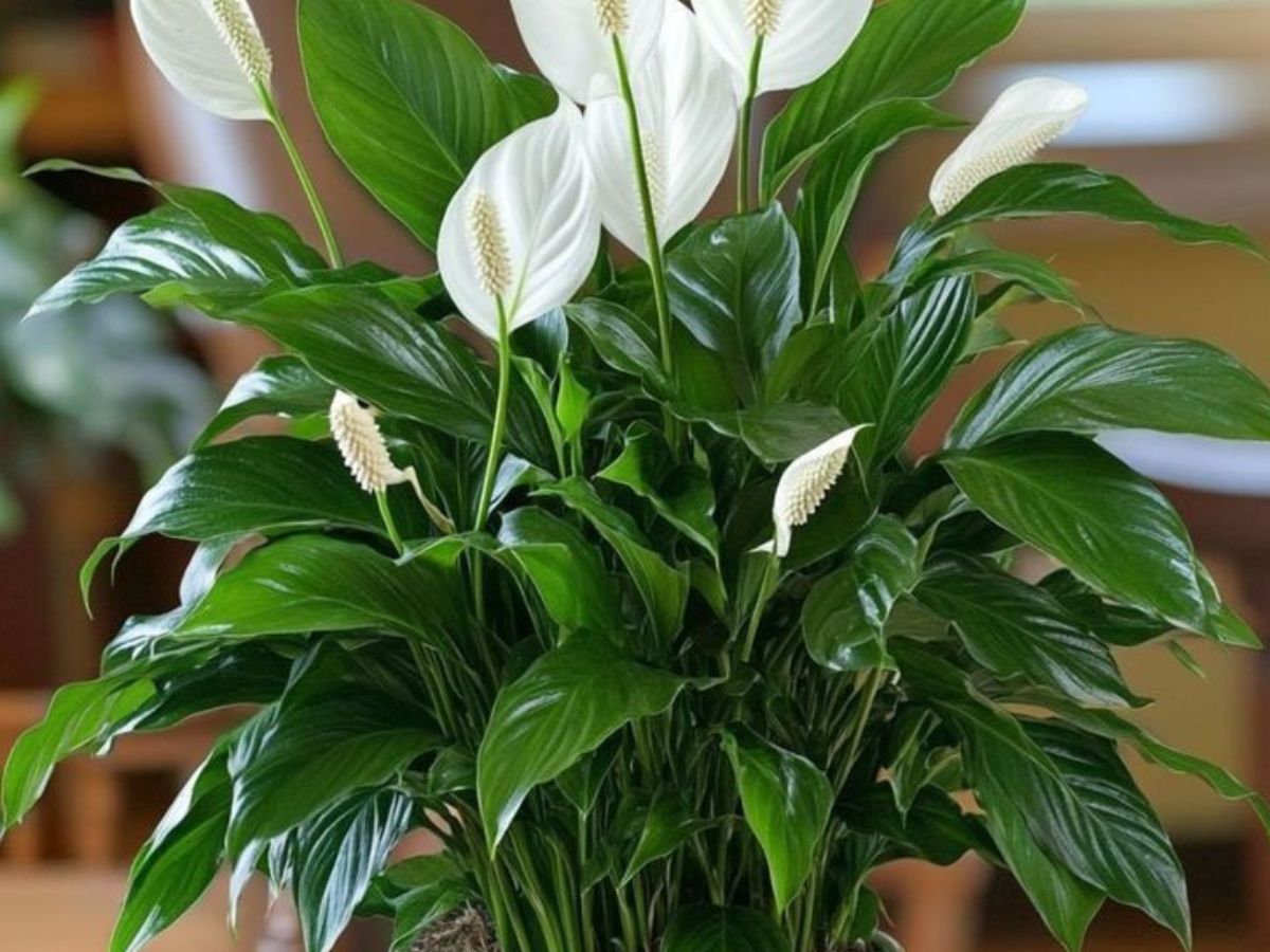 दीपों की रौशनी के साथ हवा भी बने शुद्ध, जानिए 8 बेहतरीन पौधे! - Photo Gallery