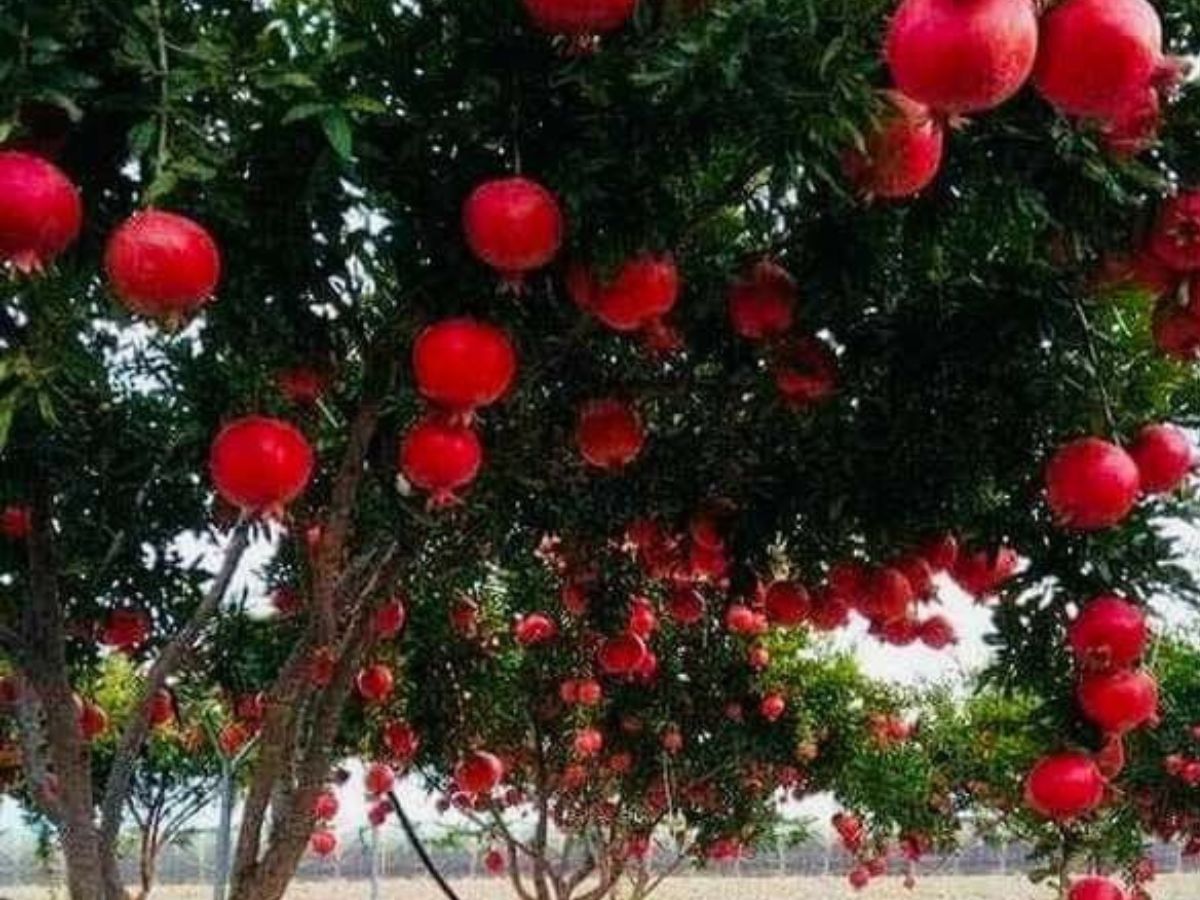 गार्डनिंग लवर्स के लिए खास टिप्स, लगाएँ ऐसे पेड़ जो फल भरपूर देंगे - Photo Gallery