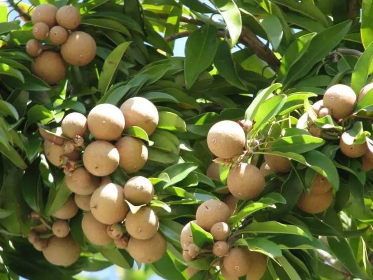 गार्डनिंग लवर्स के लिए खास टिप्स, लगाएँ ऐसे पेड़ जो फल भरपूर देंगे - Photo Gallery