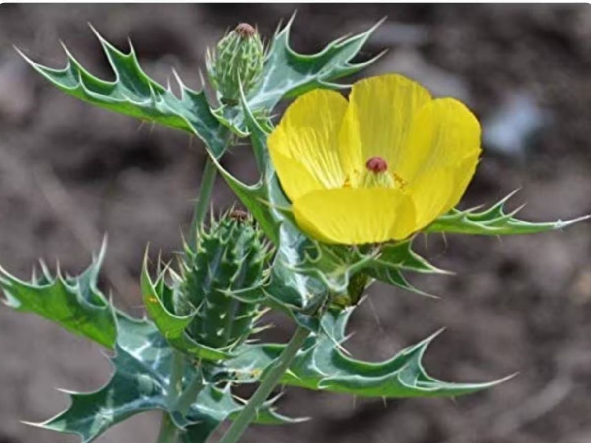 शिलाजीत का भी बाप है यह छोटा-सा पौधा, बिना झंझट कर सकता है मर्दाना कमजोरी गायब! - Photo Gallery