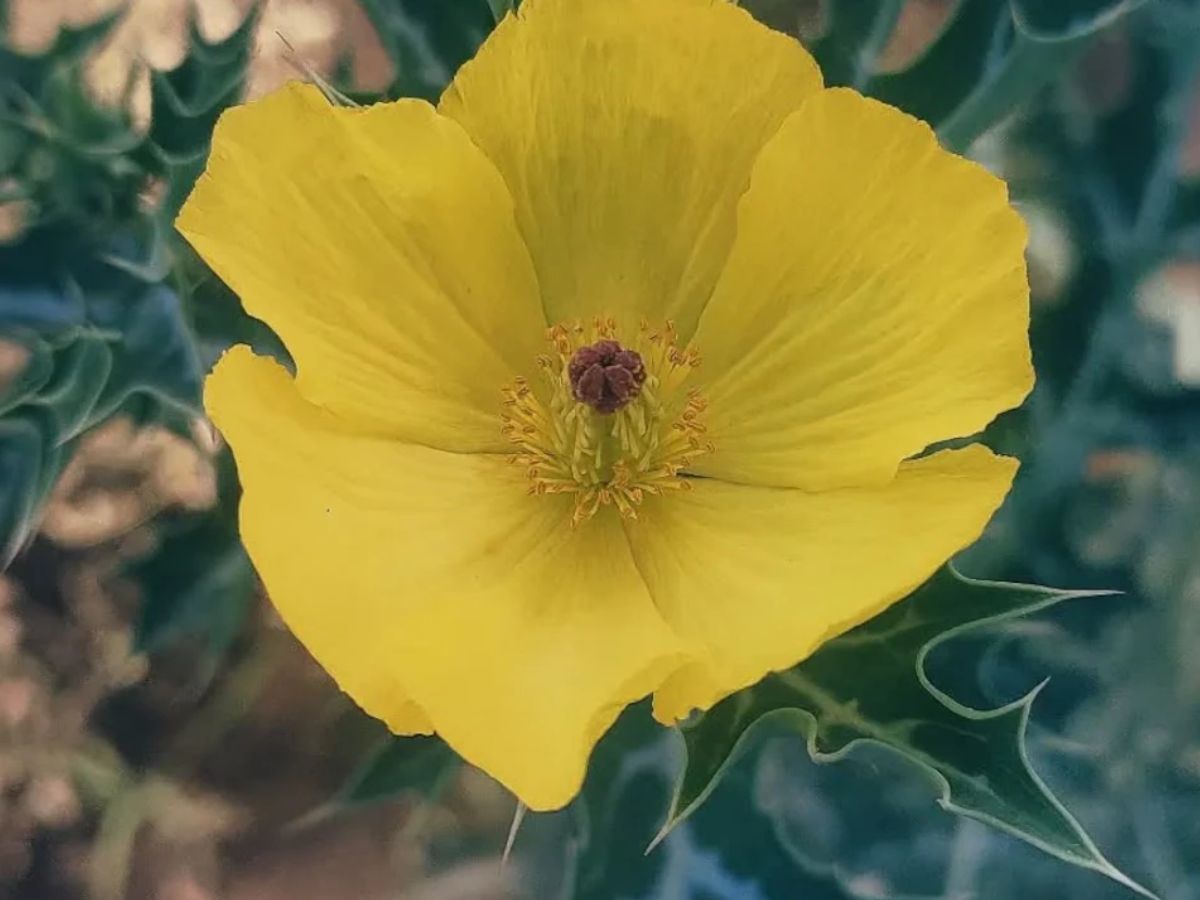 शिलाजीत का भी बाप है यह छोटा-सा पौधा, बिना झंझट कर सकता है मर्दाना कमजोरी गायब! - Photo Gallery