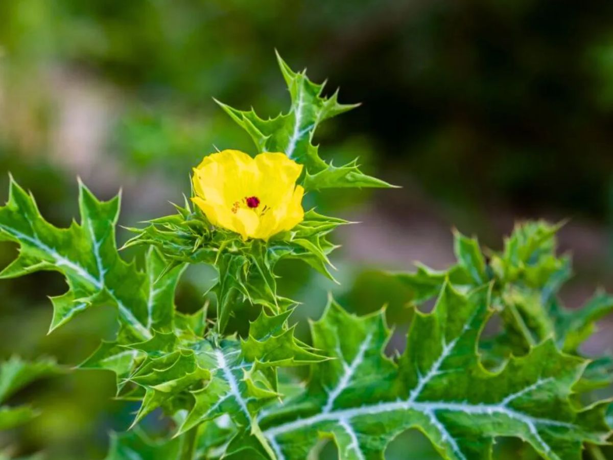 शिलाजीत का भी बाप है यह छोटा-सा पौधा, बिना झंझट कर सकता है मर्दाना कमजोरी गायब! - Photo Gallery