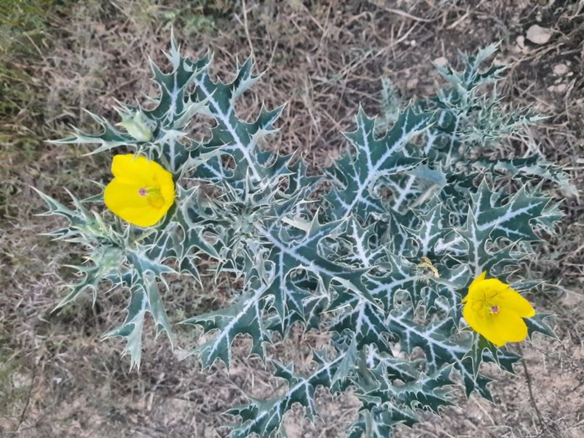शिलाजीत का भी बाप है यह छोटा-सा पौधा, बिना झंझट कर सकता है मर्दाना कमजोरी गायब! - Photo Gallery