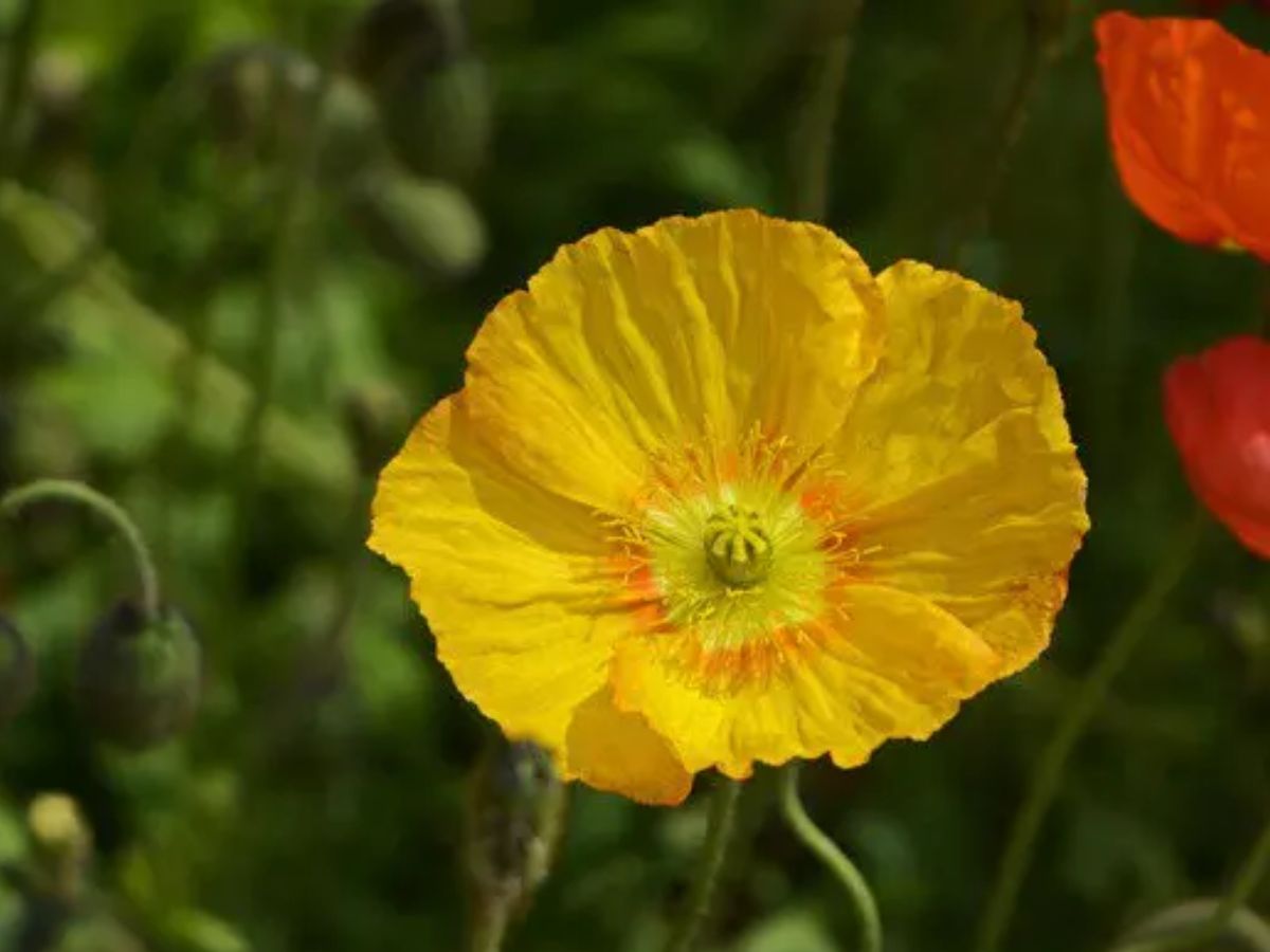 शिलाजीत का भी बाप है यह छोटा-सा पौधा, बिना झंझट कर सकता है मर्दाना कमजोरी गायब! - Photo Gallery