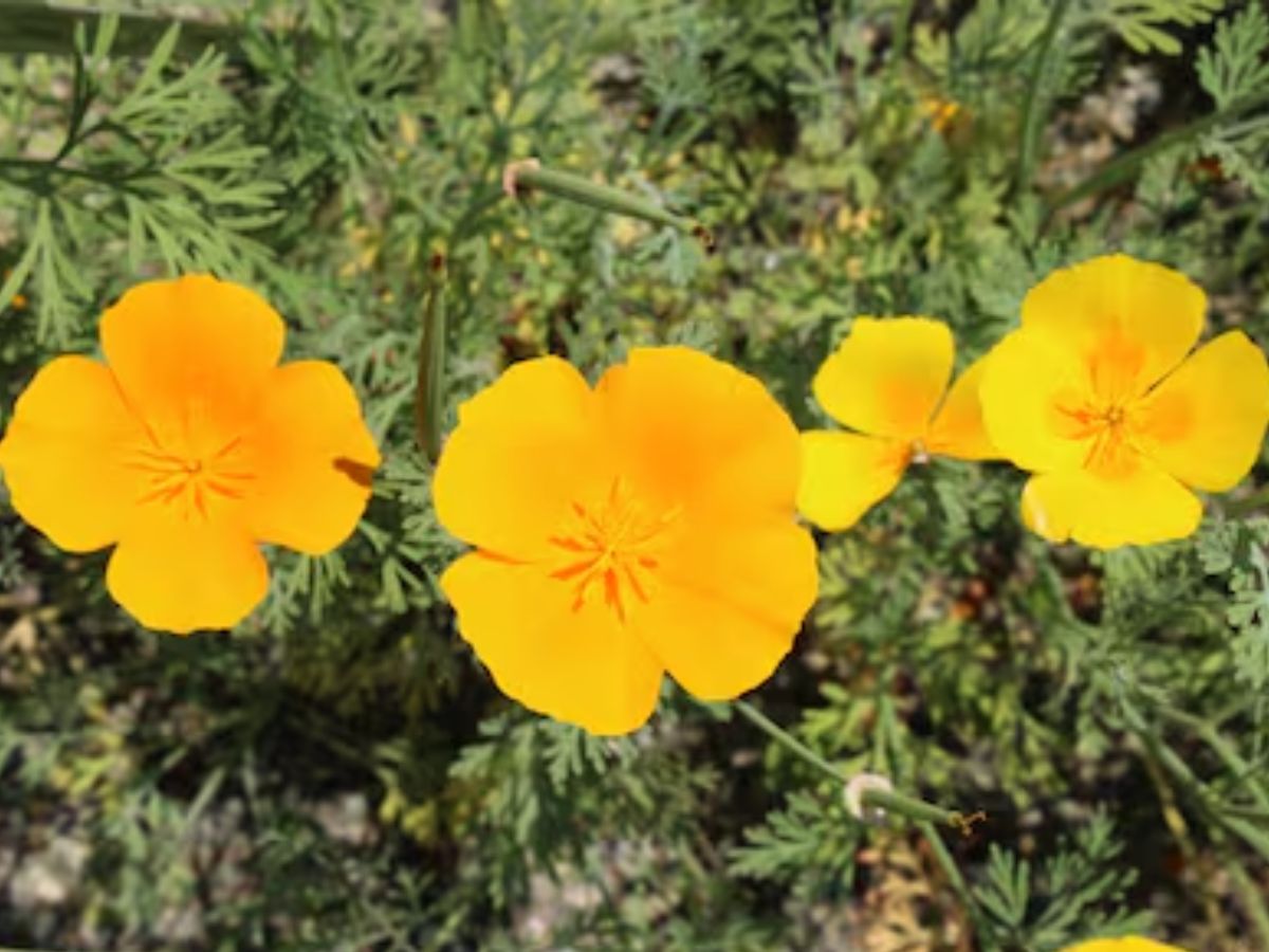 शिलाजीत का भी बाप है यह छोटा-सा पौधा, बिना झंझट कर सकता है मर्दाना कमजोरी गायब! - Photo Gallery