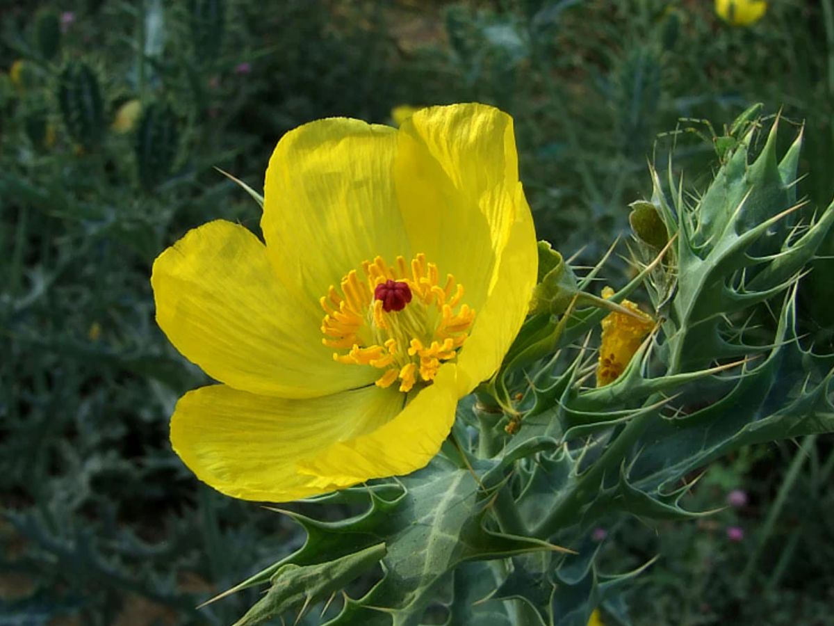 शिलाजीत का भी बाप है यह छोटा-सा पौधा, बिना झंझट कर सकता है मर्दाना कमजोरी गायब! - Photo Gallery