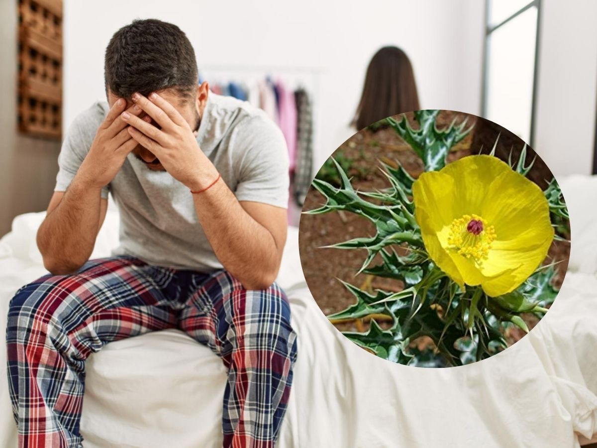 शिलाजीत का भी बाप है यह छोटा-सा पौधा, बिना झंझट कर सकता है मर्दाना कमजोरी गायब! - Photo Gallery