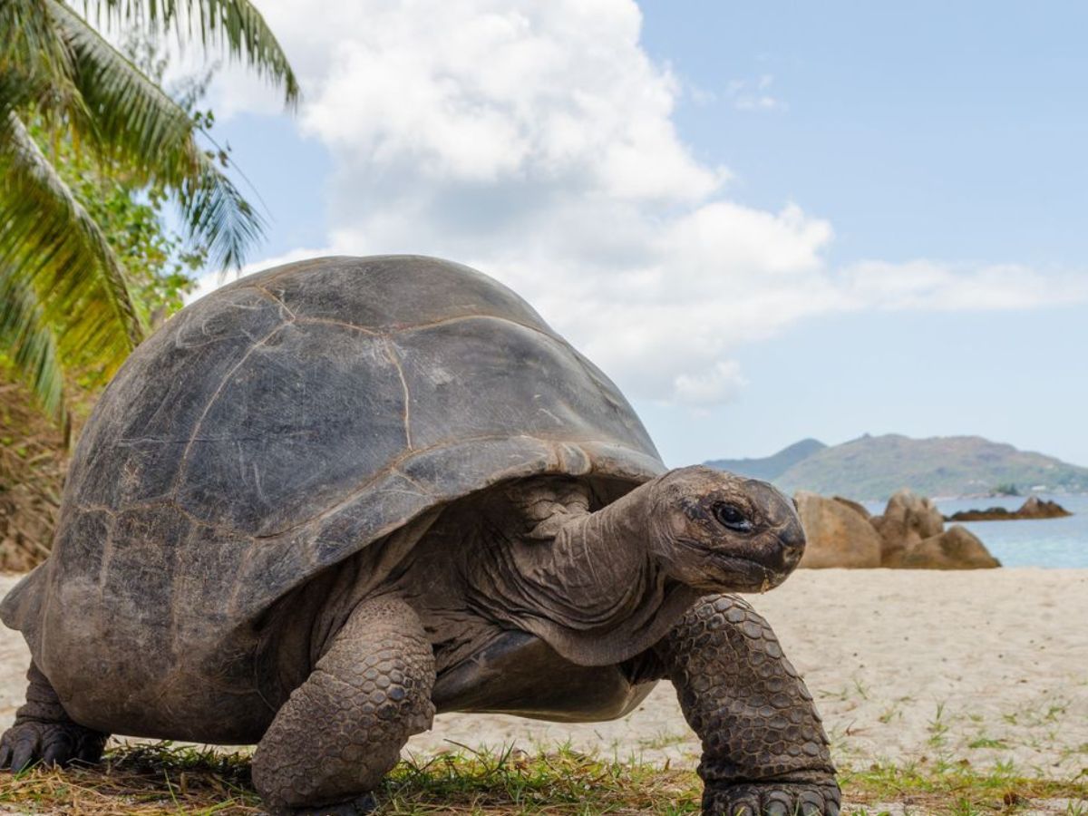 प्रकृति के चमत्कार! ऐसे जीव जो हजारों साल तक जीवित रहते हैं, इनके बारे में आप भी जानकर रह जाएंगे हैरान - Photo Gallery