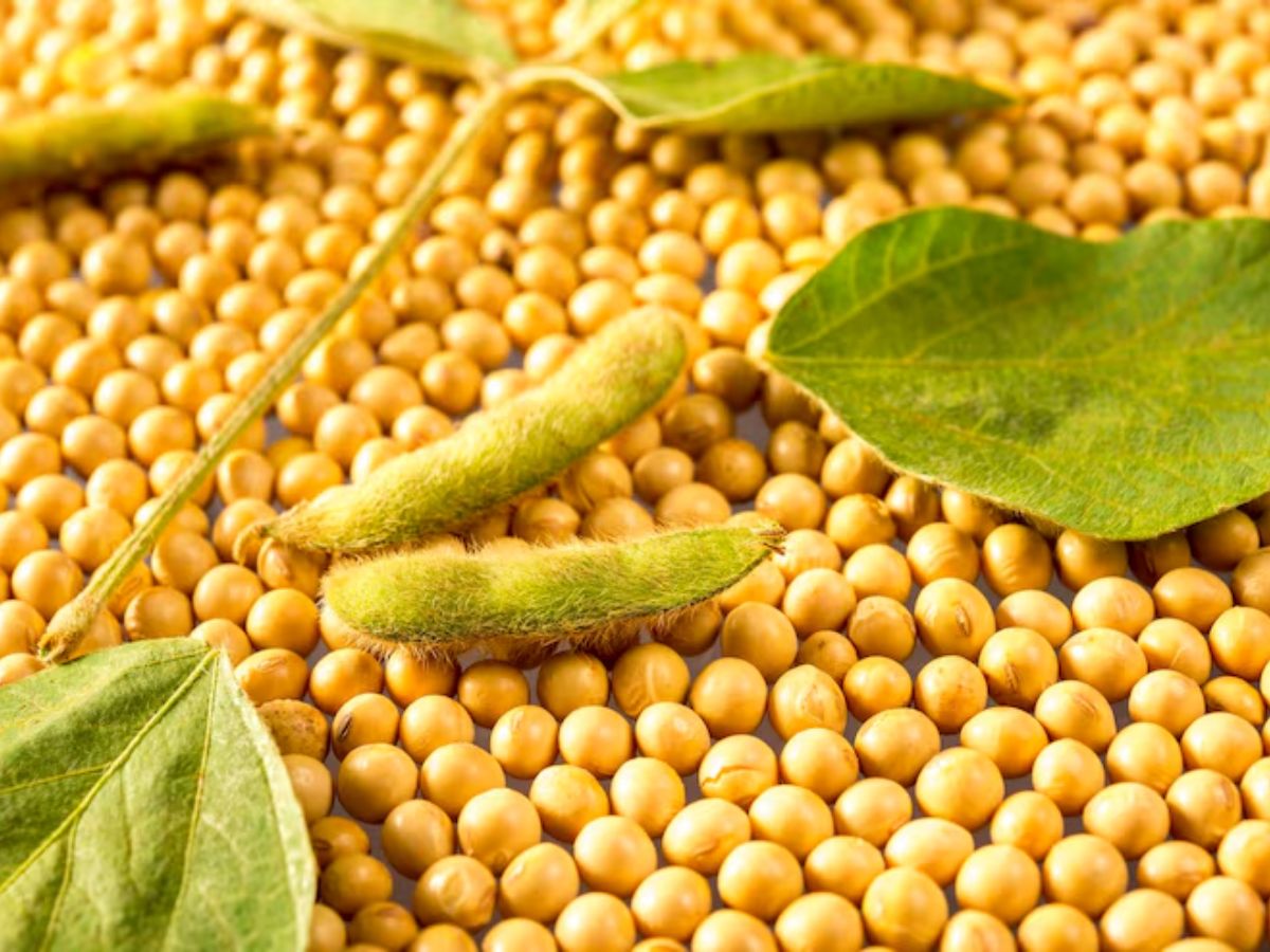 क्या सोयाबीन बना देगा नपुंसक? खाने से पहले जान लें सच - Photo Gallery