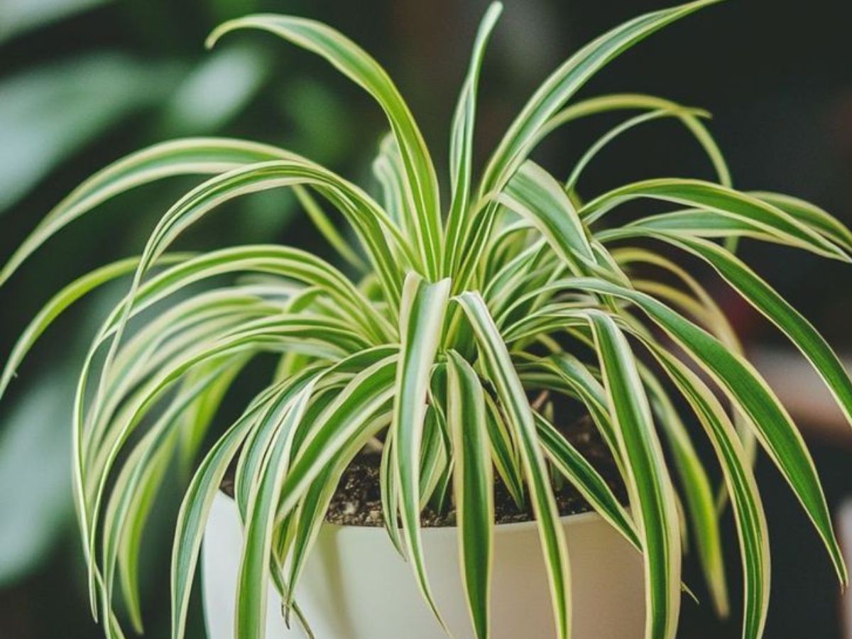 दीपों की रौशनी के साथ हवा भी बने शुद्ध, जानिए 8 बेहतरीन पौधे! - Photo Gallery