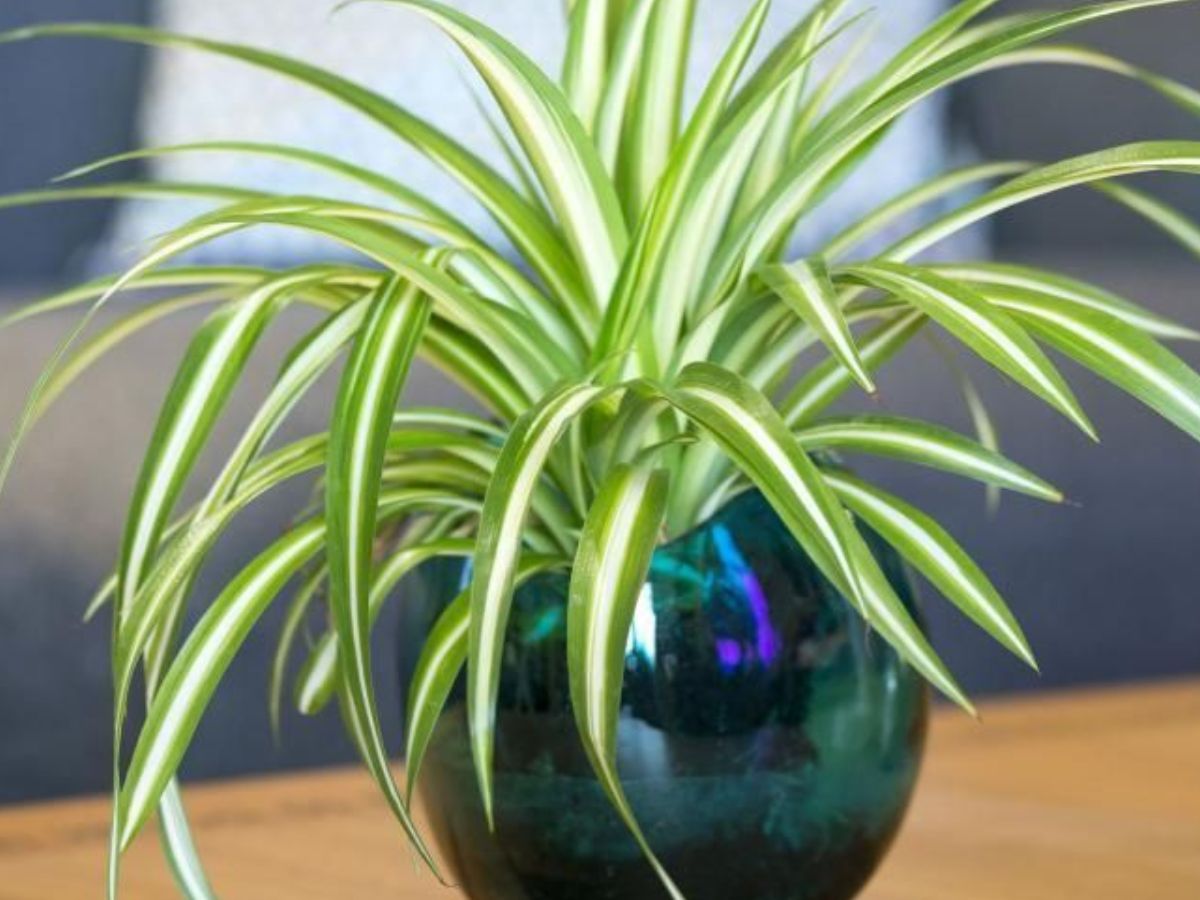 इस दीवाली ऑफिस डेस्क को दें ग्रीन टच,  ये 8 छोटे पौधे बदल देंगे पूरा मूड! - Photo Gallery