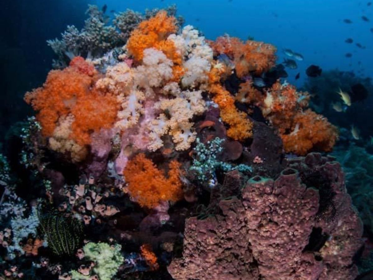 प्रकृति के चमत्कार! ऐसे जीव जो हजारों साल तक जीवित रहते हैं, इनके बारे में आप भी जानकर रह जाएंगे हैरान - Photo Gallery