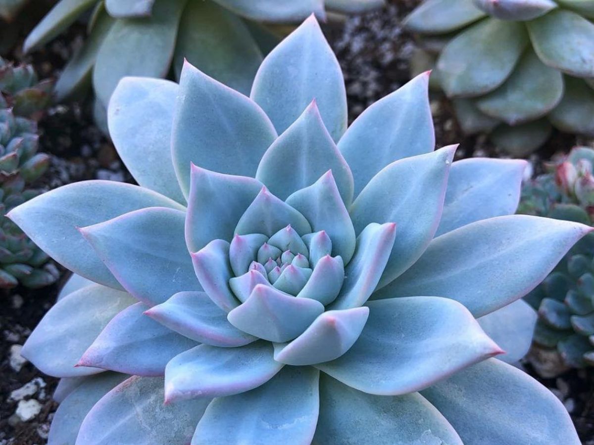 इस दीवाली ऑफिस डेस्क को दें ग्रीन टच,  ये 8 छोटे पौधे बदल देंगे पूरा मूड! - Photo Gallery