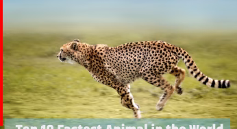 दुनिया के 10 सबसे तेज जानवर, पहले नंबर पर मौजूद इस एनिमल की स्पीड के बारे में नहीं दे पाएंगे जवाब