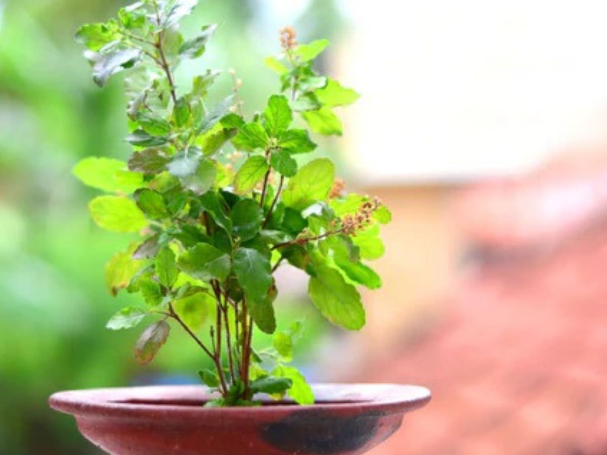 Sharad Purnima 2025: शरद पूर्णिमा पर तुलसी की पूजा के साथ करें ये उपाय, मां लक्ष्मी की बरसेगी कृपा - Photo Gallery