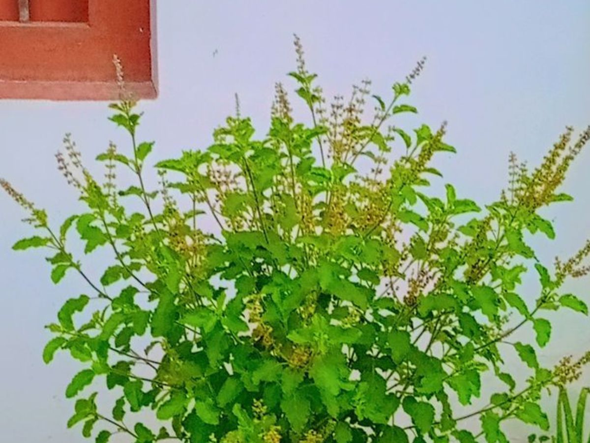 दीपों की रौशनी के साथ हवा भी बने शुद्ध, जानिए 8 बेहतरीन पौधे! - Photo Gallery