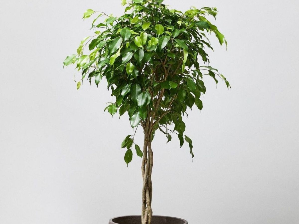 दीपों की रौशनी के साथ हवा भी बने शुद्ध, जानिए 8 बेहतरीन पौधे! - Photo Gallery