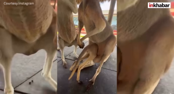 ना पालना, ना बेबी बैग – मम्मी की पॉकेट ही सबसे Best, क्यूट कंगारू की अदा पर पिघले फैंस…