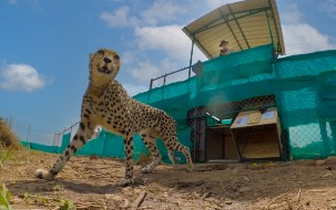 Panna Tiger Reserve - Photo Gallery