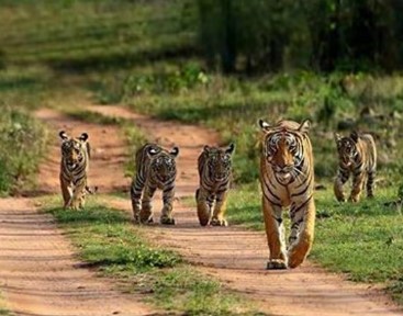 Tiger State of India - Photo Gallery