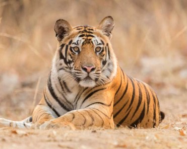 Wild Tiger House - Photo Gallery