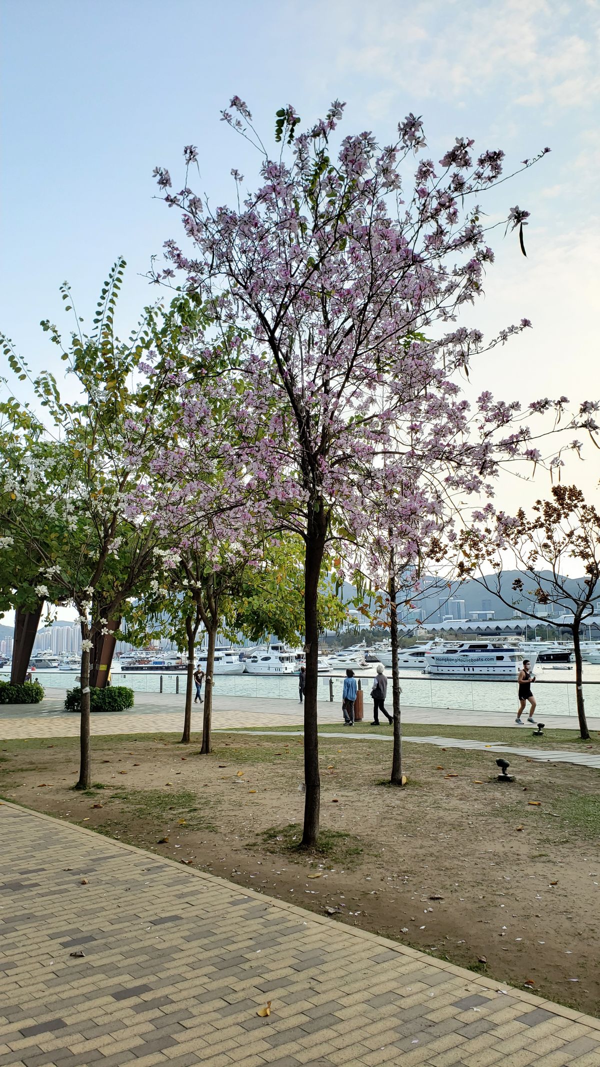 Kovidar Tree: कोविदार वृक्ष का धार्मिक महत्व क्या है? क्यों इसे ध्वजा पर किया गया अंकित? - Photo Gallery