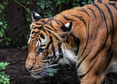 Bandhavgarh Tiger Reserve - Photo Gallery