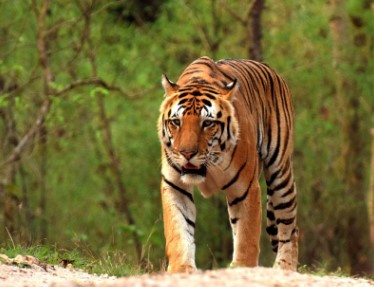 Kanha Tiger Reserve - Photo Gallery